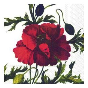 Rosa - Pink - R&oslash;d - Bordeaux