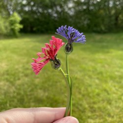 Kornblomst, Template