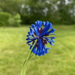 Kornblomst, Template