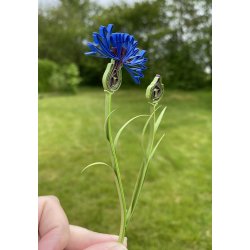 Kornblomst, Template