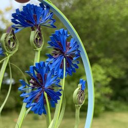 Kornblomst, Template