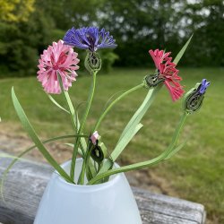 Kornblomst, Template