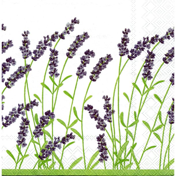 Ihr: "Lavendel" - white