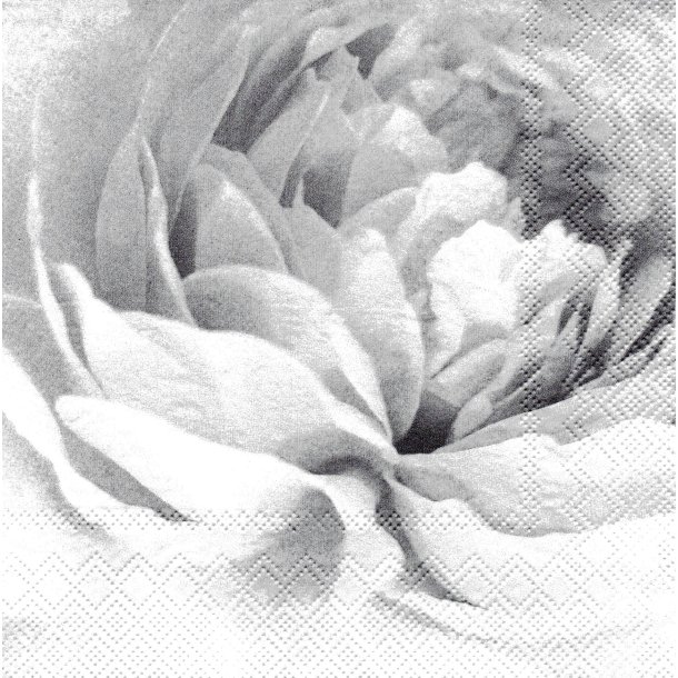 Ihr: "Pastel Peony" 