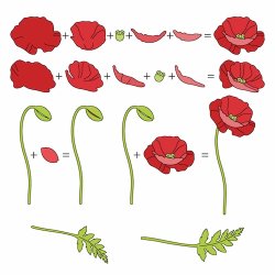 Made With Love Dies "Flowers - Poppies" 